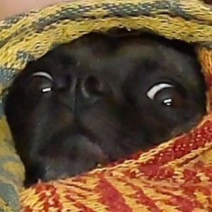 Meet your Posher, Colby